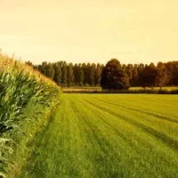 فروش زمین محله بنیان
