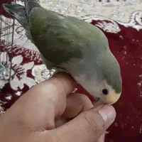 طوطی برزیلی دستی فول به شرط سالم|پرنده|شادگان, |دیوار