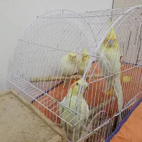 عروس هلندی|پرنده|رشت, باهنر|دیوار