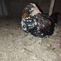 گلین اصل ریش کاکول دار|حیوانات مزرعه|خان ببین, |دیوار