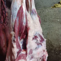 گوسفندگوشت(میش بره نرماده بز بزغاله)ارگانیک|حیوانات مزرعه|هشتگرد, خور|دیوار