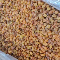 فروش مستقیم گردو بادام مغز تویسرکان|خوردنی و آشامیدنی|اسلام‌شهر, شهرک قائمیه|دیوار