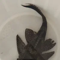 فروش ماهی لجن خوار