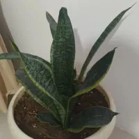 گل سانسوریا کراواتی