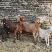 بز و بزغاله نر