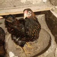 مرغ نژاد دار ویاندوت بلک رد