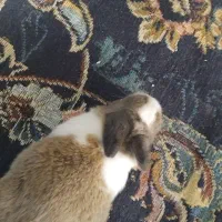 بچه خرگوش کوچولو گوگولی