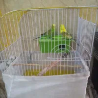 یک جفت مرغ عشق