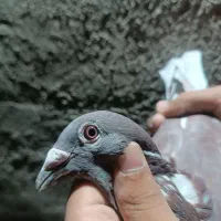 جفت نر بورمگس|پرنده|جزنیک, |دیوار