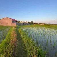 شالیزار500-متری-پرمحصول-جاده-ساحلی-آناملک