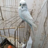 مرغ عشق نرکیلر بادی|پرنده|تبریز, |دیوار