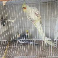 مرغ عشق عروس هلندی کوتوله|پرنده|باخزر, |دیوار