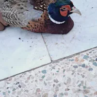 جوجه و تخم  بلدرچین مینیاتوری ایام سمانی ابریشمی