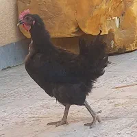 مرغ سیاه تخم گذار