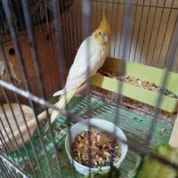 دو جفت عروس پاریس مولدشرط|پرنده|اهواز, کمپلو شمالی|دیوار