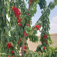 باغ  ۸۰۰ متری سند دار|فروش خانه و ویلا|مشهد, شیرحصار|دیوار