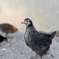 نیمچه مرغ و خروس ۷۵ روزه نژاد بومی و تخم گذار|حیوانات مزرعه|ساوه, |دیوار
