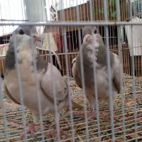 کبوتر شهری ،وبهبهونی فروش یا معاوضه با سهره وطوطی|پرنده|شیراز, بید زرد|دیوار