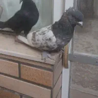 کبوتر سینه ای|پرنده|اصفهان, شاهد|دیوار