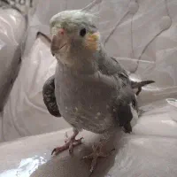 ۱عدد عروس هلندی دستی