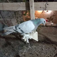 ۵تا کفتر بیگیری دس اولی|پرنده|شیراز, فرودگاه شهید دستغیب شیراز|دیوار