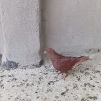 جفت سوسکی سیاه خوشگل وقلدر|پرنده|تربتحیدریه, شهرک ولیعصر|دیوار