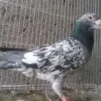 کفترجفتگاه وپرشی|پرنده|مشهد, شهید بصیر|دیوار