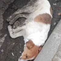 حیوان رها شده