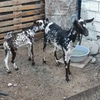 کهره نقشی با بچه نر|حیوانات مزرعه|قشم, |دیوار