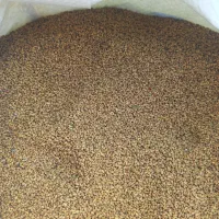 بذر یونجه بغدادی