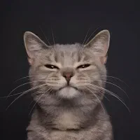 پانسیون گربه خانگی در مکانی آرام و با عشق