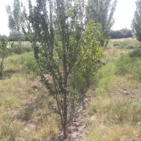 فروش زمین کشاورزی ۳۱۴۰ /در یافت اباد ازادگان