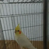 عروس ماده لوتینو معاوضه با عروس هلندی نر