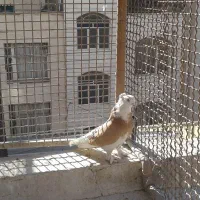 کفتر جفتکن کفتر آهنی ۲تا شهرری