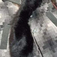 پالتو خارجی شیک کم کار پالتو دخترانه نو قیمت مناسب|لباس|مشهد, تلگرد|دیوار