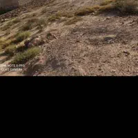 زمین کشاورزی باغی