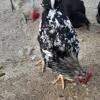 مرغ و خروس محلی