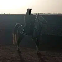 اسب نریون به رنگ نیله