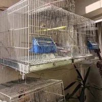 قفس پرون اردشیر