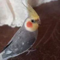 عروس هلندی نر