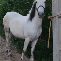 مادیان کورد اصیل