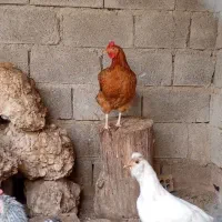مرغ محلی تخمگذار دونه ۵۰۰|حیوانات مزرعه|بهبهان, |دیوار