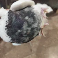 طوقی|پرنده|شوشتر, |دیوار