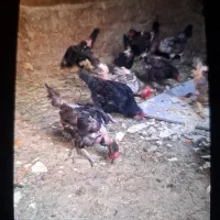 مرغ بومی  تخمگذار