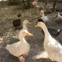 مرغابی و غاز درجه یک|حیوانات مزرعه|تربتحیدریه, شهرک ولیعصر|دیوار