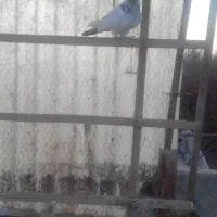 دوتاکفترنر|پرنده|صفادشت, |دیوار