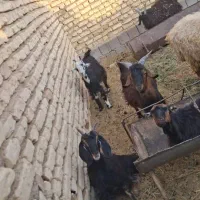 فروش 15عدد بر نره 40کلویی