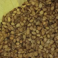 تخمه کلاله درشت تمیز