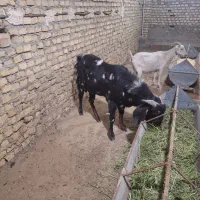 یکی نربز پاکستانی اصل یک سالونیمه خیلی شروروزن75|حیوانات مزرعه|مهریز, |دیوار