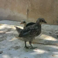 جوجه گلین ۵۰ روزه